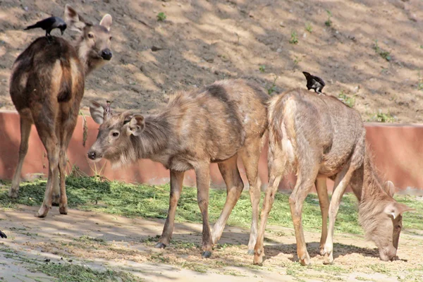 Śmieszne jeleni w zoo, jaipur, Radżastanie w Indiach — Zdjęcie stockowe