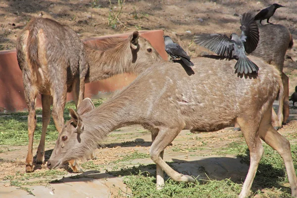 動物園、ジャイプール、住インドで撮影された面白い鹿 — ストック写真