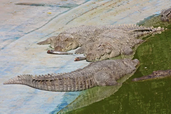 Alligator im Zoo von Jaipur, Indien — Stockfoto