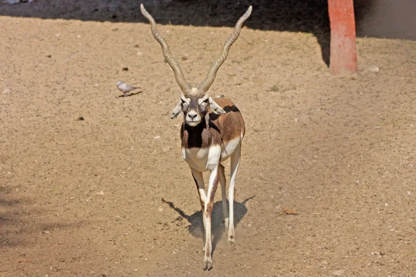 Cerf drôle pris dans Zoo, Jaipur, Rajastan, Inde — Photo
