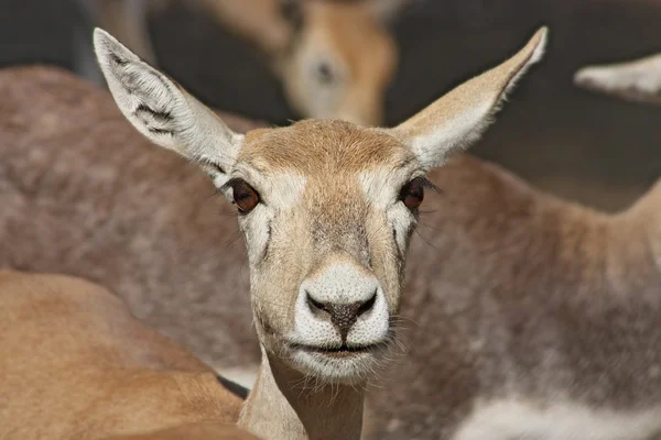 Ciervos divertidos capturados en Zoo, Jaipur, Rajastan, India —  Fotos de Stock