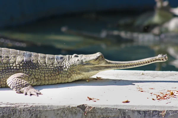 Alligator im Zoo von Jaipur, Indien — Stockfoto