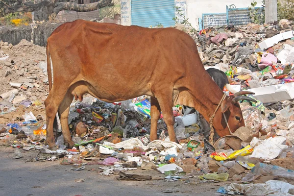 Коровы, пойманные в городе Удайпур, Раджастан, Индия — стоковое фото