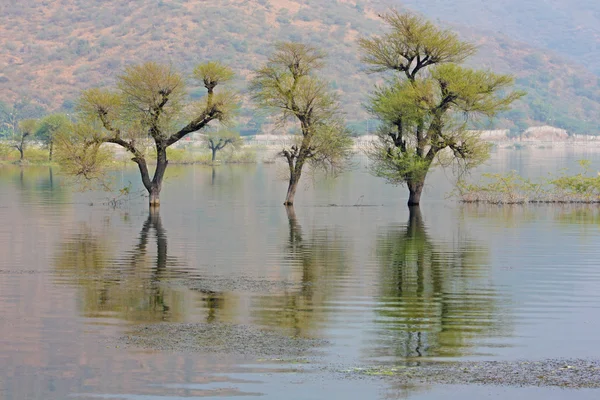 Árboles en el lago —  Fotos de Stock