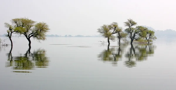 Stromy na jezeře — Stock fotografie