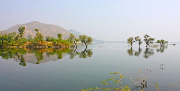 Trees on the lake — Stock Photo, Image