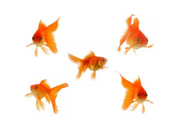 Altın balık. Beyazın üzerindeki izolasyon