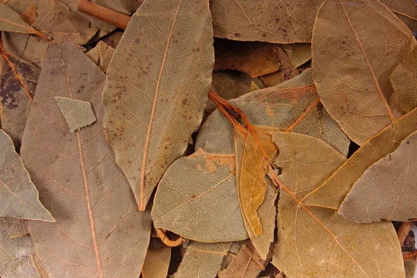 Hojas de Bahía — Foto de Stock