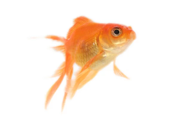 Gold fish. Isolation on the white — Stock Photo, Image