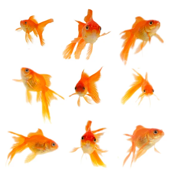 Gold fish. Isolation on the white — Stock Photo, Image