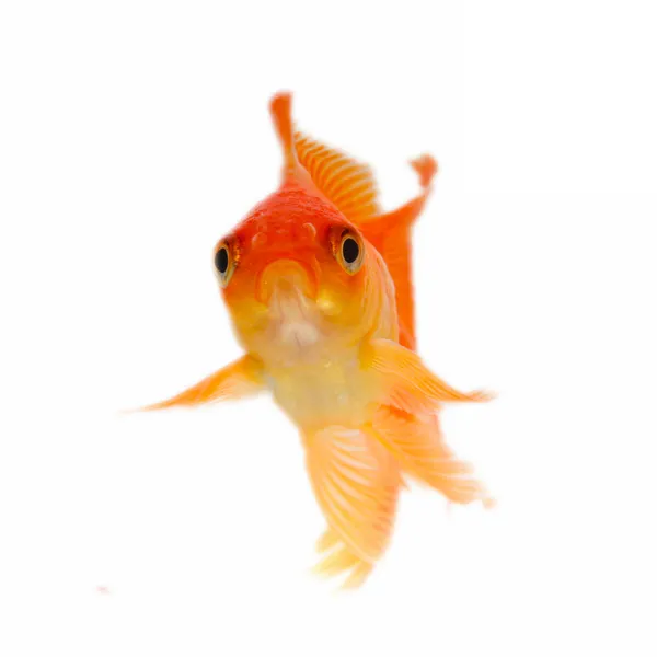 Gold fish. Isolation on the white — Stock Photo, Image