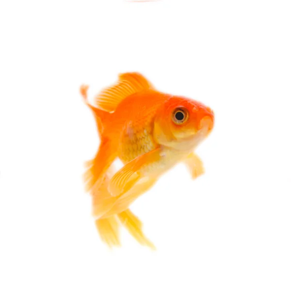 Gold fish. Isolation on the white — Stock Photo, Image