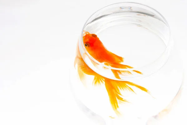 Gold fish. Isolation on the white — Stock Photo, Image