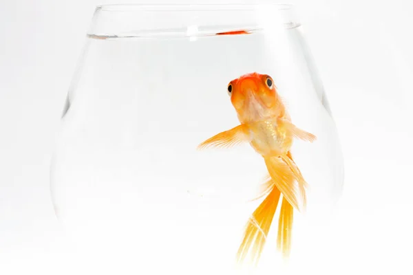 Gold fish. Isolation on the white — Stock Photo, Image