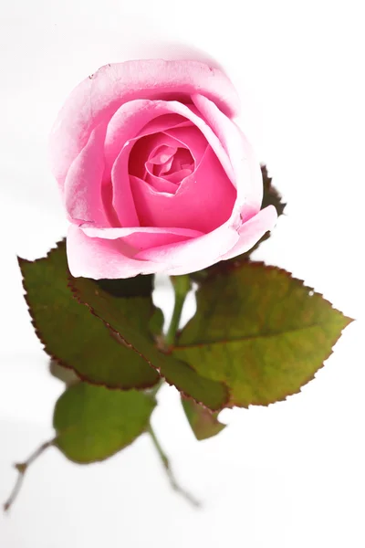 Roze rozen — Stockfoto