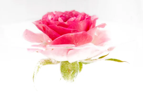 Rosas cor de rosa — Fotografia de Stock