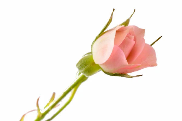 Pink roses — Stock Photo, Image