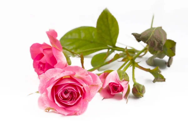 Rosas rosadas — Foto de Stock