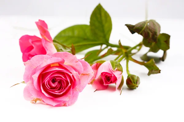 Rosas rosadas — Foto de Stock