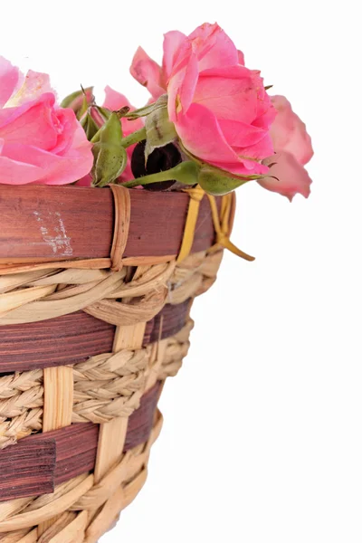 ดอกกุหลาบสีชมพู — ภาพถ่ายสต็อก