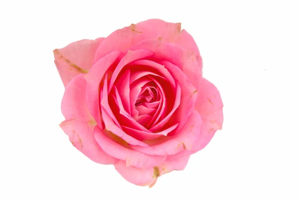 Rosas cor de rosa — Fotografia de Stock