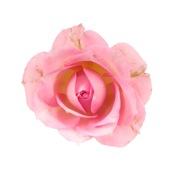 Roze rozen — Stockfoto