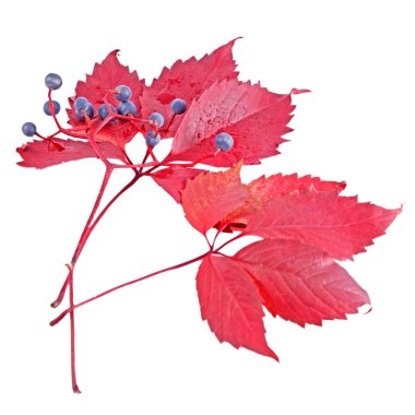 Yaban üzüm yaprakları