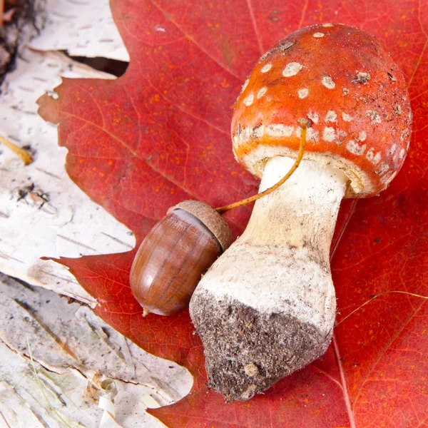 Поганка в березовом лесу (Amanita muscaria ) — стоковое фото