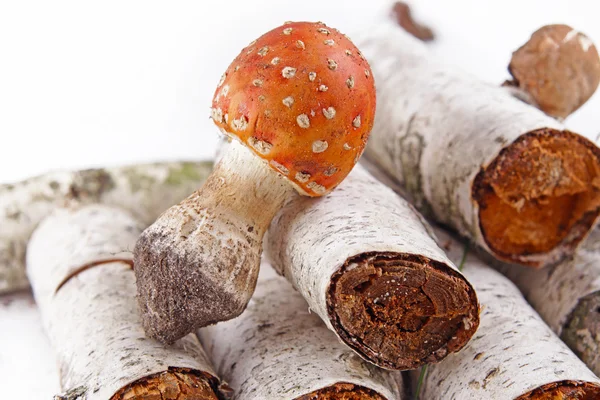 Toadstool in the birch forest (Amanita muscaria) — Stock Photo, Image