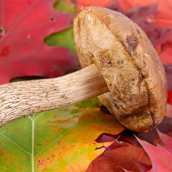 Autumn background with leafes and mushrooms — Stock Photo, Image