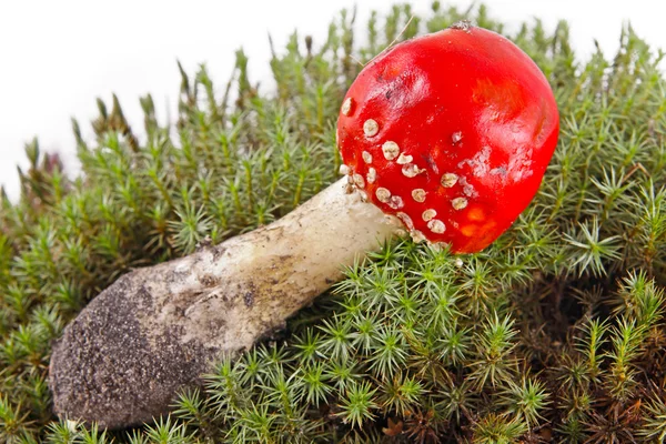 Flugsvamp i björkskog (Amanita muscaria) — Stockfoto