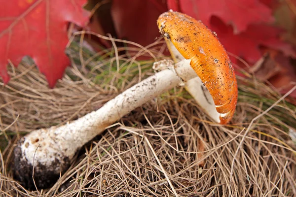 Höstens bakgrund med leafes och svamp — Stockfoto