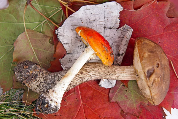 Autumn background with leafes and mushrooms — Stock Photo, Image