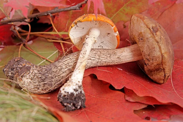 Autumn background with leafes and mushrooms — Stock Photo, Image