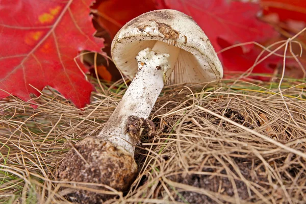 Осенний фон с листочками и грибами — стоковое фото