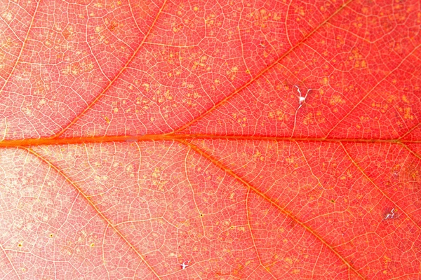 Twórczy tle wzór liścia — Zdjęcie stockowe