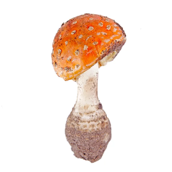 Amanita mushroom. Isolation. — Stock Photo, Image