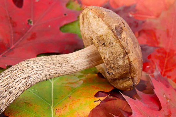 Осенний фон с листочками и грибами — стоковое фото