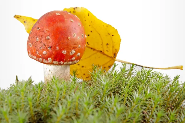 Toadstool na floresta — Fotografia de Stock