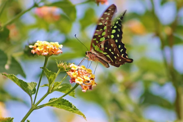 Butterfly — Stock Photo, Image