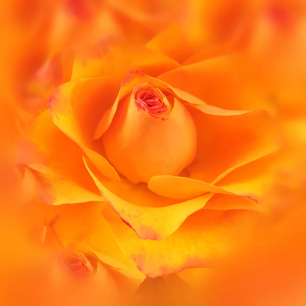 Colse-up de rose jaune et orange — Photo