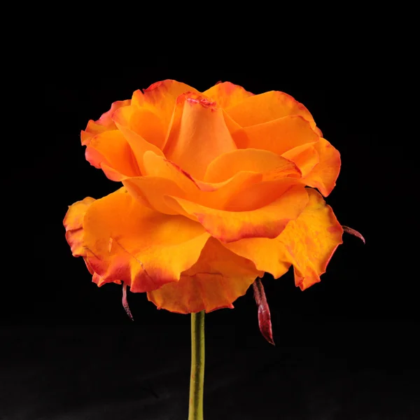 Colse-up de rosa amarela e laranja — Fotografia de Stock