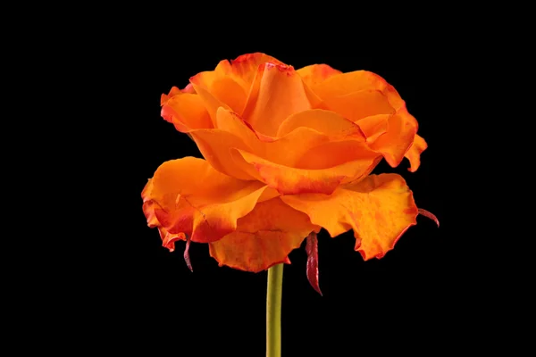 Beauty treatment orange rose — Stock Photo, Image