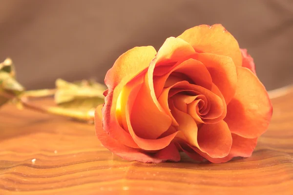 Skönhet behandling orange rose — Stockfoto