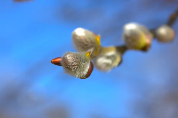 Bourgeons printemps chatte-saule — Photo