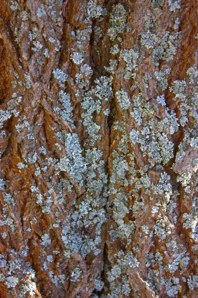 Texture écorce d'arbre — Photo