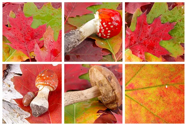 Autumn set — Stock Photo, Image