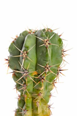 Kaktüs