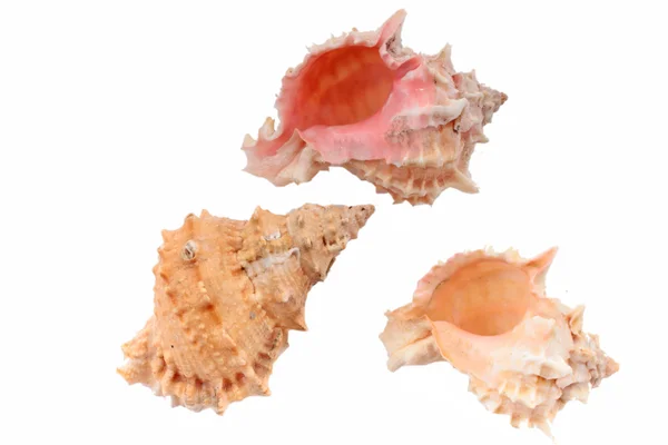 Seashell — Stock Photo, Image