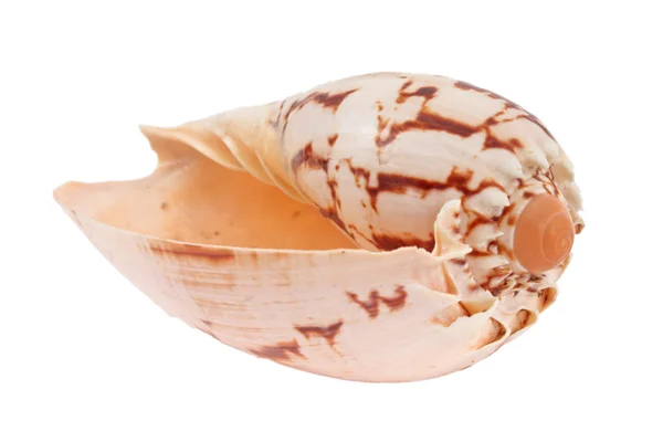 Seashell — Stock Photo, Image